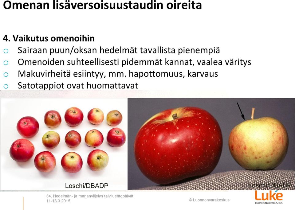 Omenoiden suhteellisesti pidemmät kannat, vaalea väritys o Makuvirheitä