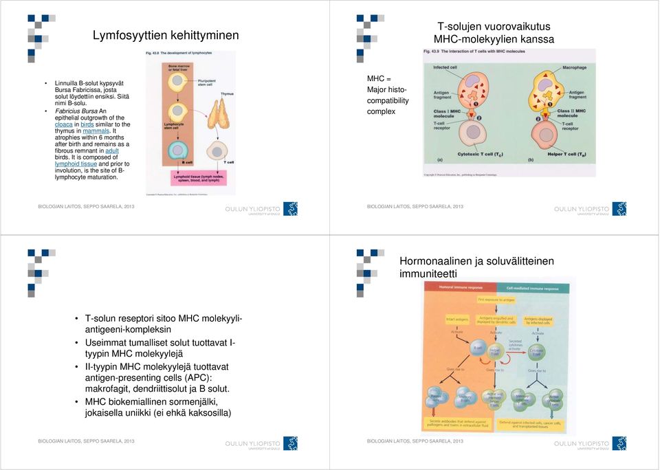 It is composed of lymphoid tissue and prior to involution, is the site of B- lymphocyte maturation.