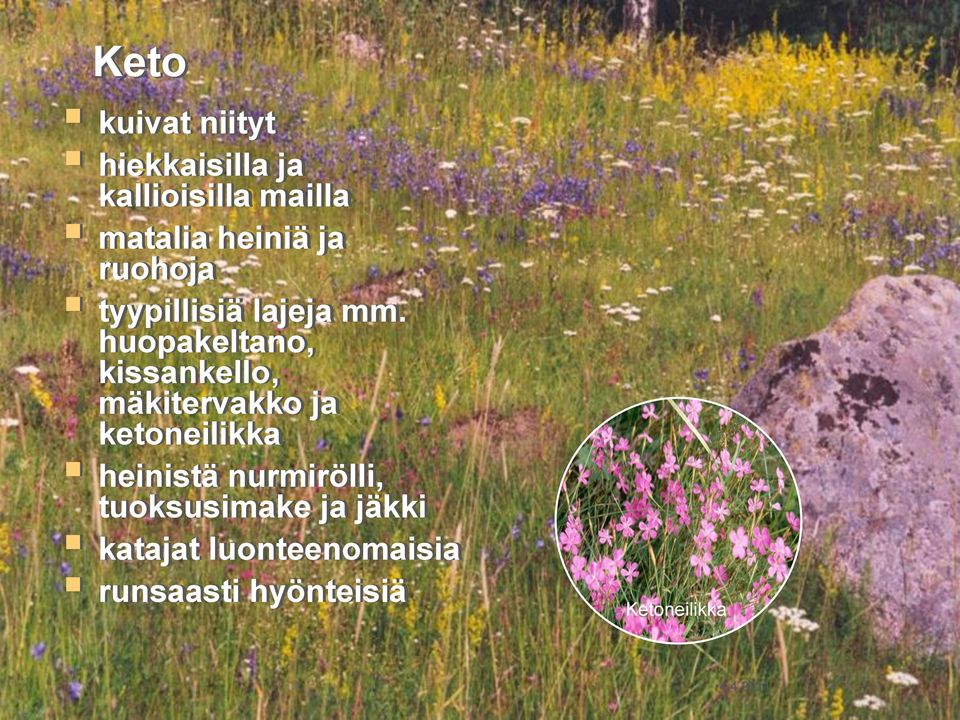 huopakeltano, kissankello, mäkitervakko ja ketoneilikka heinistä