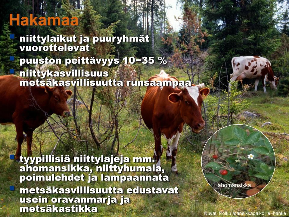 ahomansikka, niittyhumala, poimulehdet ja lampaannata metsäkasvillisuutta