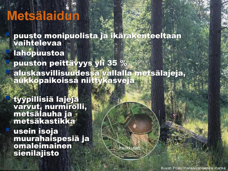 niittykasveja tyypillisiä lajeja varvut, nurmirölli, metsälauha ja metsäkastikka usein