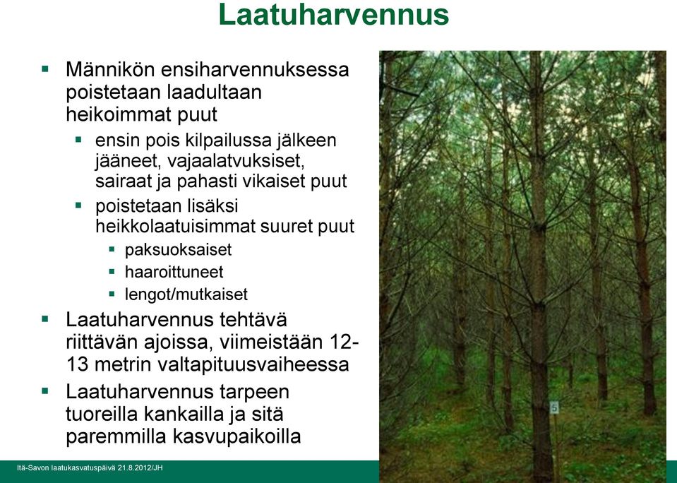 suuret puut paksuoksaiset haaroittuneet lengot/mutkaiset Laatuharvennus tehtävä riittävän ajoissa,