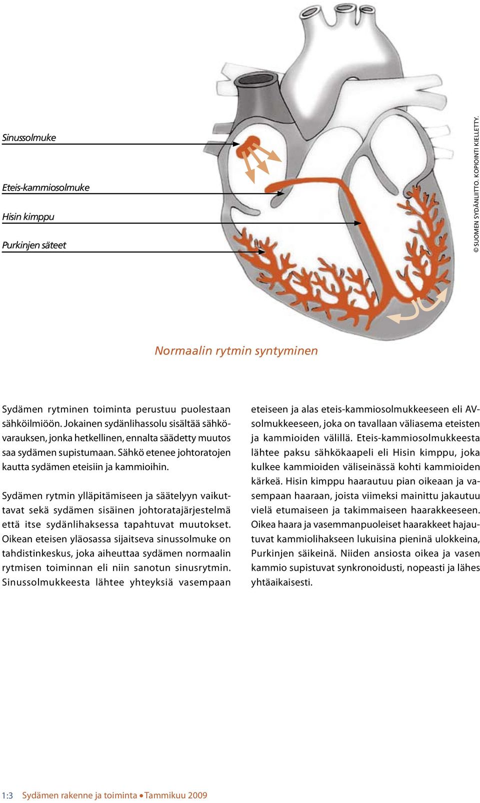 Sydämen rytmin yäpitämiseen ja sääteyyn vaikuttavat sekä sydämen sisäinen johtoratajärjestemä että itse sydänihaksessa tapahtuvat muutokset.