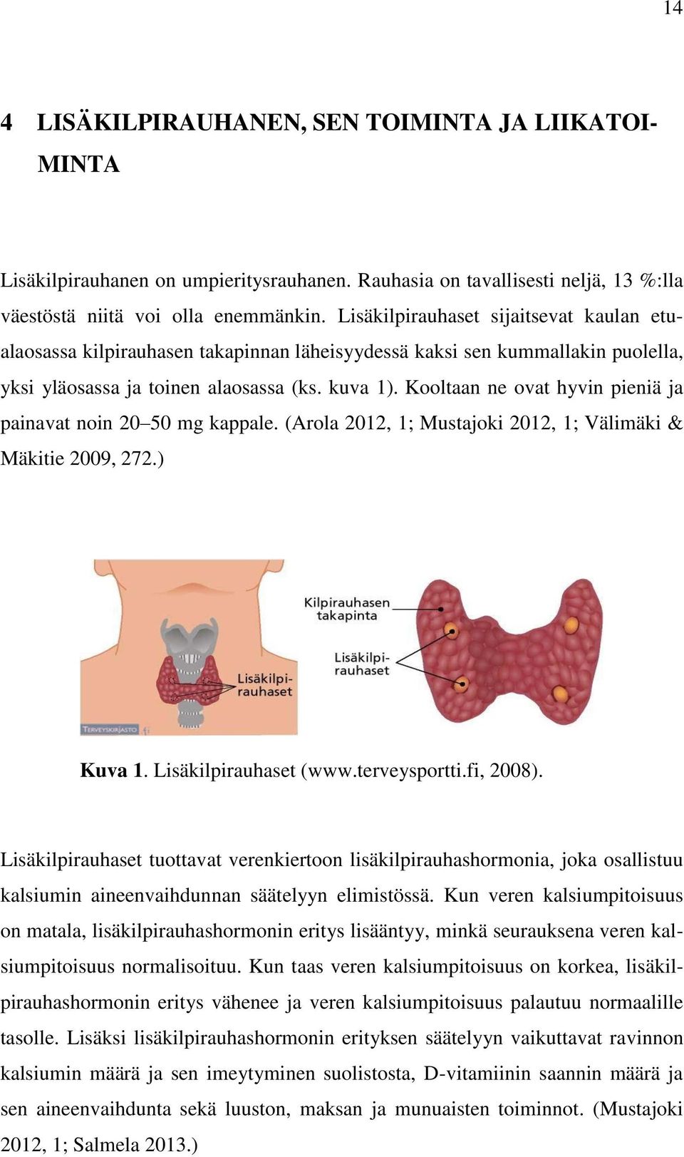 Kooltaan ne ovat hyvin pieniä ja painavat noin 20 50 mg kappale. (Arola 2012, 1; Mustajoki 2012, 1; Välimäki & Mäkitie 2009, 272.) Kuva 1. Lisäkilpirauhaset (www.terveysportti.fi, 2008).