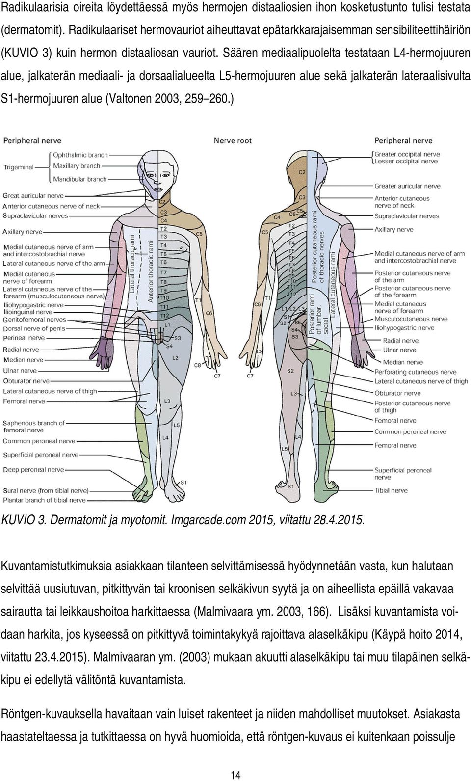 Säären mediaalipuolelta testataan L4-hermojuuren alue, jalkaterän mediaali- ja dorsaalialueelta L5-hermojuuren alue sekä jalkaterän lateraalisivulta S1-hermojuuren alue (Valtonen 2003, 259 260.