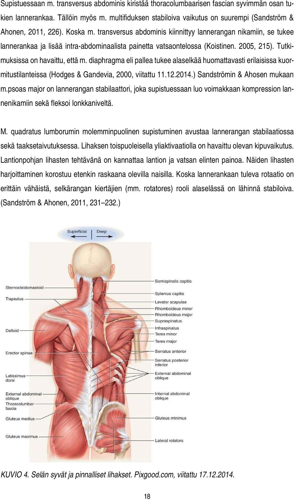 transversus abdominis kiinnittyy lannerangan nikamiin, se tukee lannerankaa ja lisää intra-abdominaalista painetta vatsaontelossa (Koistinen. 2005, 215). Tutkimuksissa on havaittu, että m.