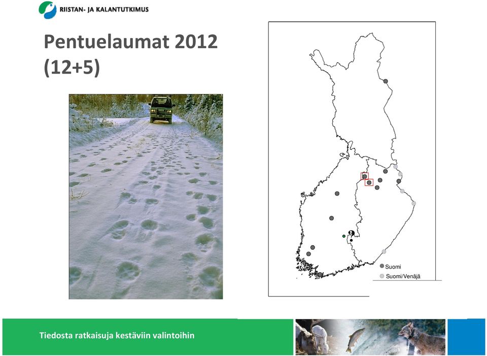 osuus susikannassa 40 %, pentuja keskimäärin 4,0 /pentue, näin esimerkiksi 20 pentuetta (80 pentua) merkitsee noin 200 sutta Suomen ja Venäjän rajan molemmin