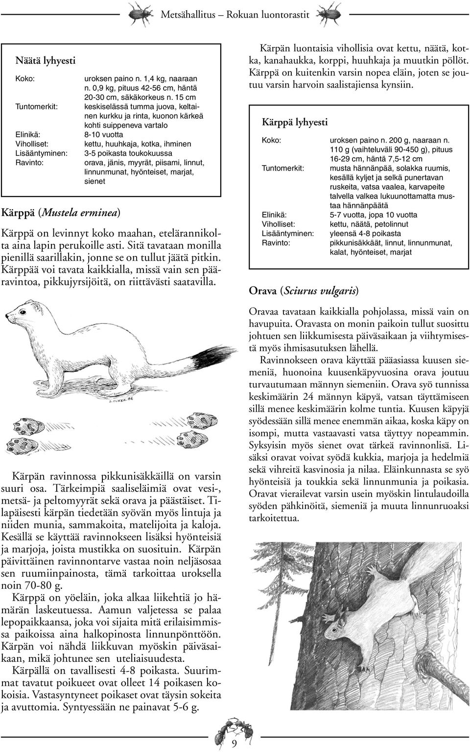 linnut, linnunmunat, hyönteiset, marjat, sienet Kärppä on levinnyt koko maahan, etelärannikolta aina lapin perukoille asti. Sitä tavataan monilla pienillä saarillakin, jonne se on tullut jäätä pitkin.