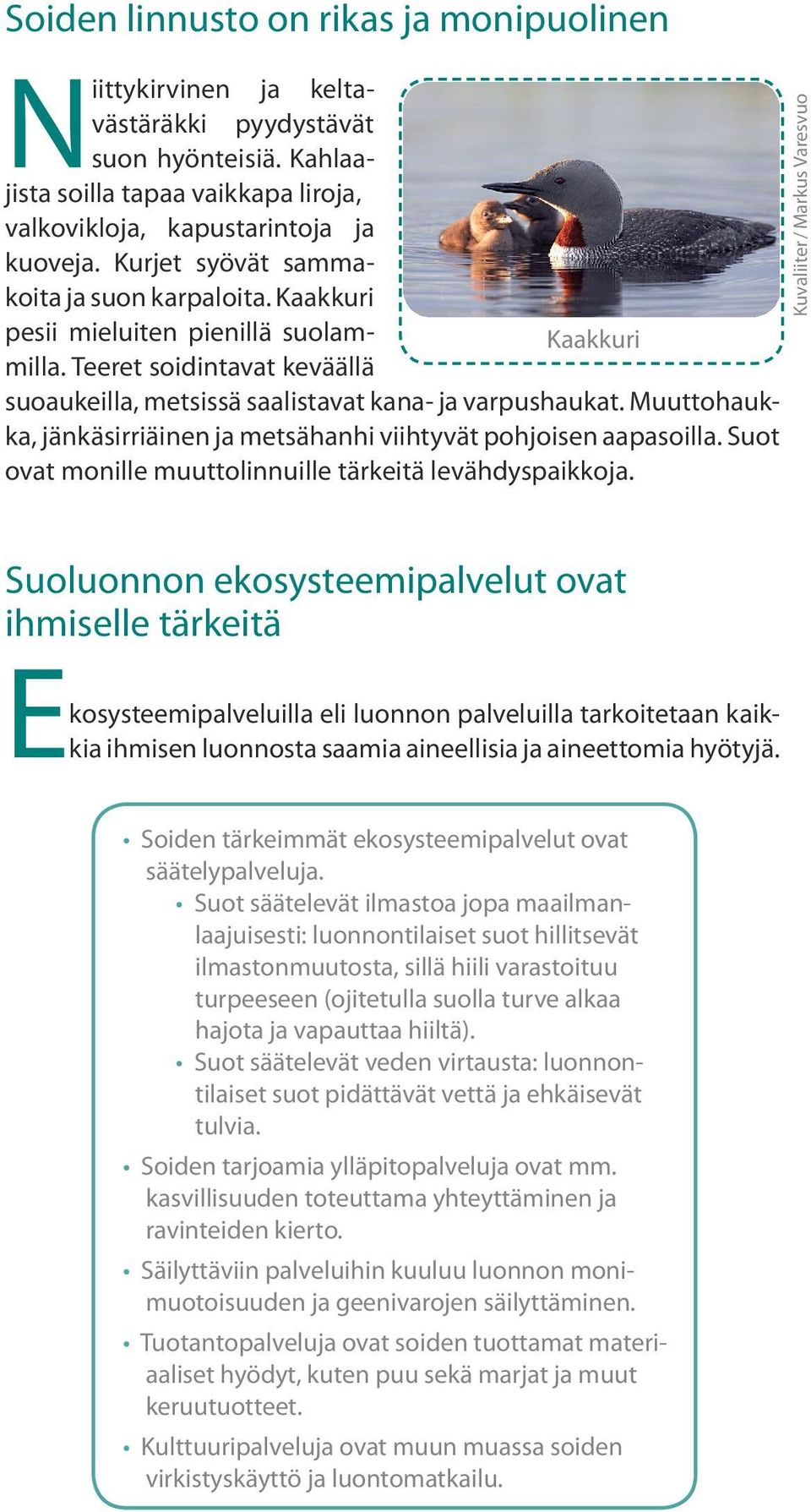 Muuttohaukka, jänkäsirriäinen ja metsähanhi viihtyvät pohjoisen aapasoilla. Suot ovat monille muuttolinnuille tärkeitä levähdyspaikkoja.