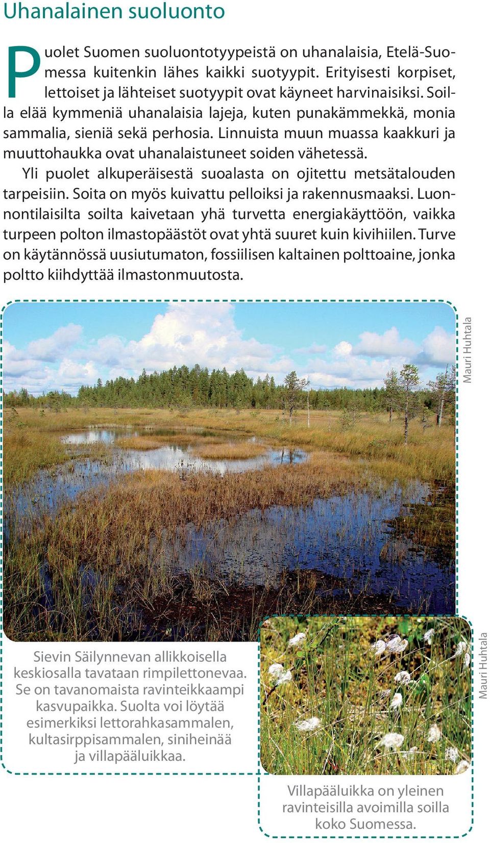 Linnuista muun muassa kaakkuri ja muuttohaukka ovat uhanalaistuneet soiden vähetessä. Yli puolet alkuperäisestä suoalasta on ojitettu metsätalouden tarpeisiin.