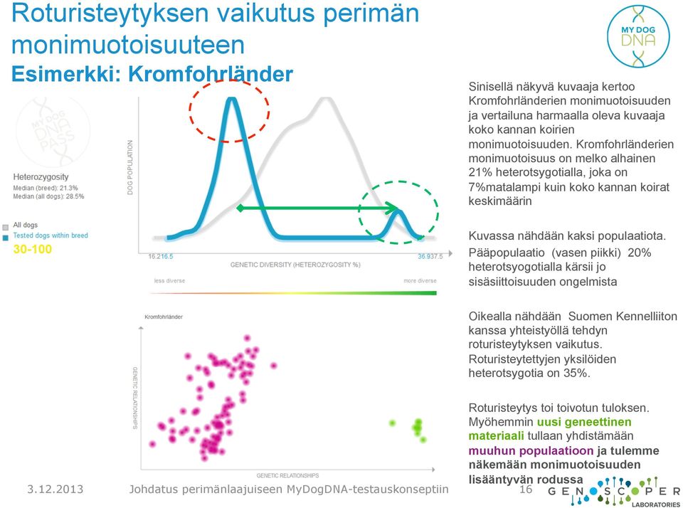 Pääpopulaatio (vasen piikki) 20% heterotsyogotialla kärsii jo sisäsiittoisuuden ongelmista Oikealla nähdään Suomen Kennelliiton kanssa yhteistyöllä tehdyn roturisteytyksen vaikutus.