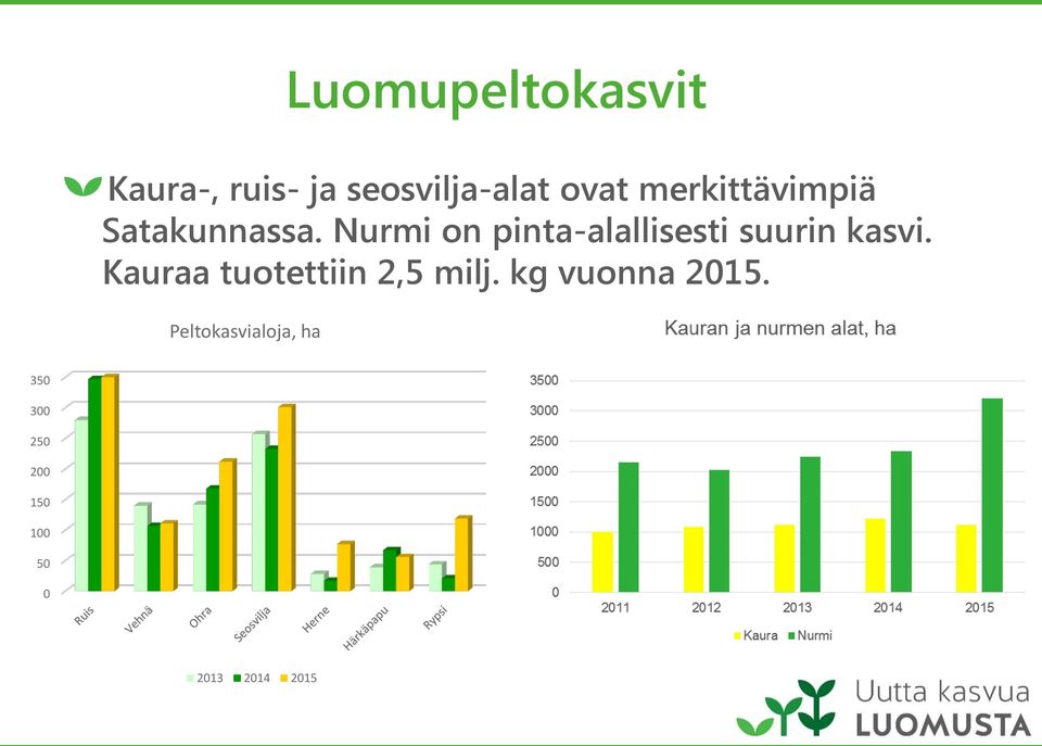 Nurmi on pinta-alallisesti suurin kasvi.