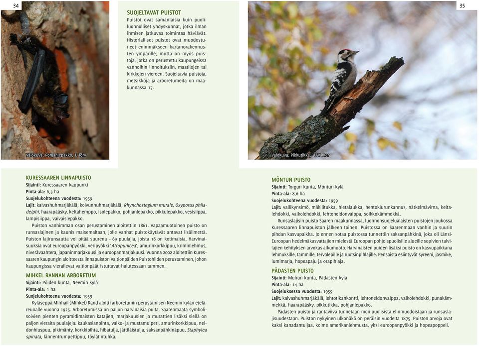 Suojeltavia puistoja, metsikköjä ja arboretumeita on maakunnassa 17. 35 Valokuva: Pohjanlepakko, T. Tõrv Valokuva: Pikkutikka, T.