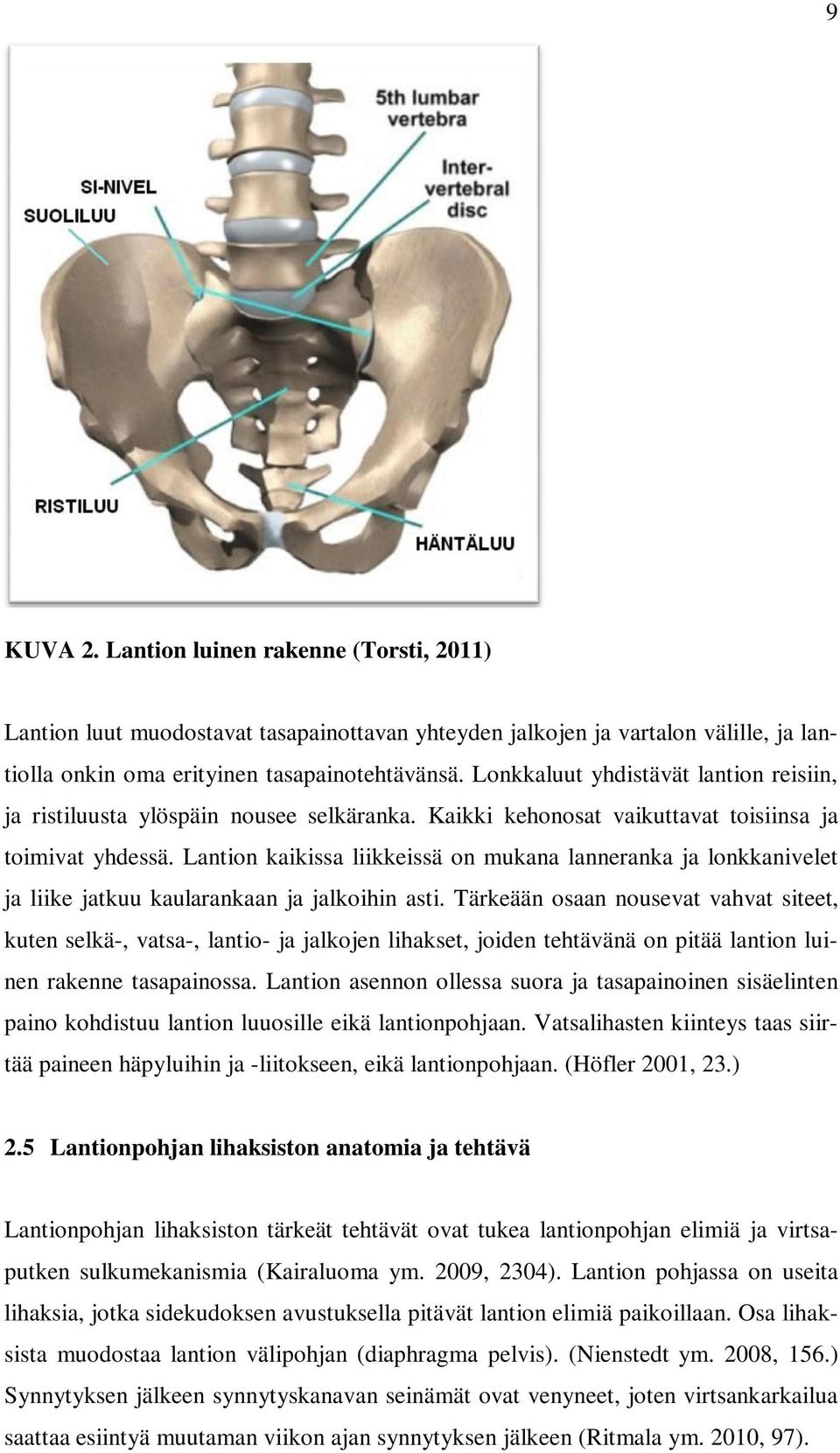 Lantion kaikissa liikkeissä on mukana lanneranka ja lonkkanivelet ja liike jatkuu kaularankaan ja jalkoihin asti.