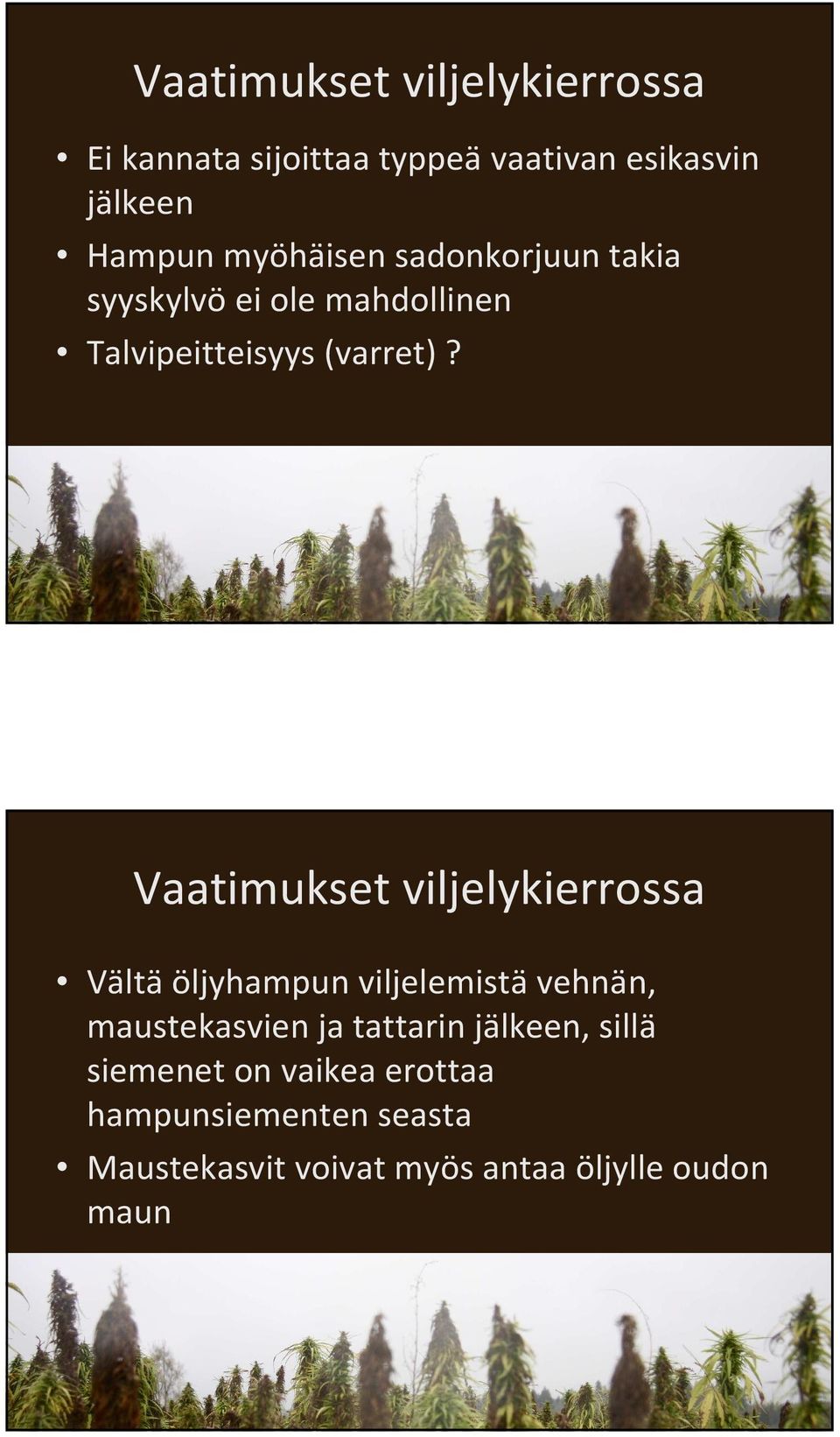 Vaatimukset viljelykierrossa Vältäöljyhampun viljelemistävehnän, maustekasvien ja tattarin