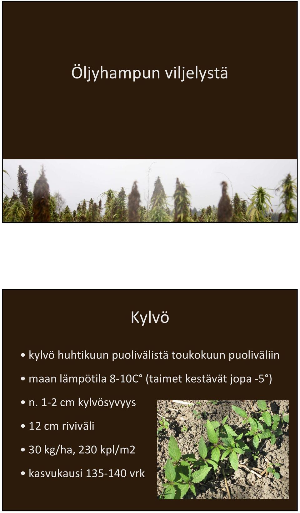 8-10C (taimet kestävät jopa -5 ) n.