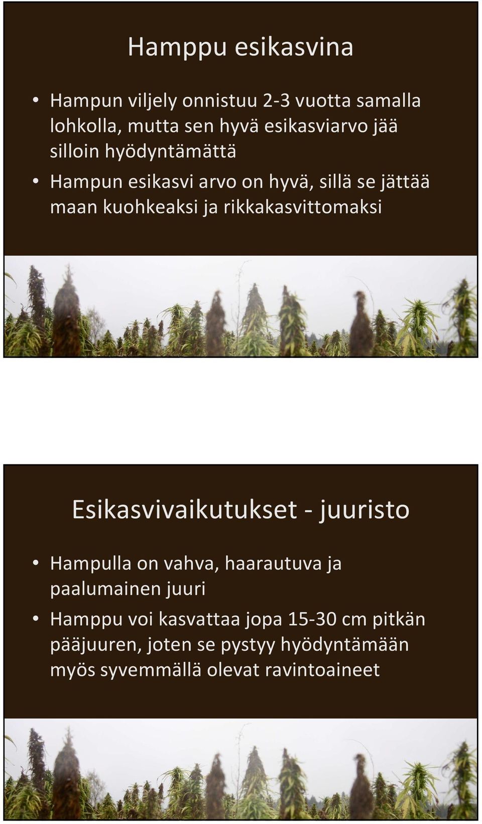 rikkakasvittomaksi Esikasvivaikutukset - juuristo Hampulla on vahva, haarautuva ja paalumainen juuri