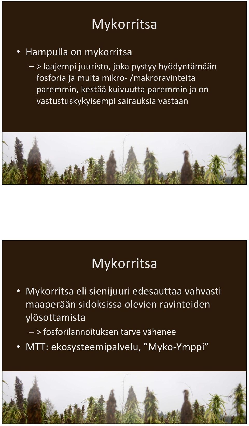 sairauksia vastaan Mykorritsa Mykorritsa eli sienijuuri edesauttaa vahvasti maaperään