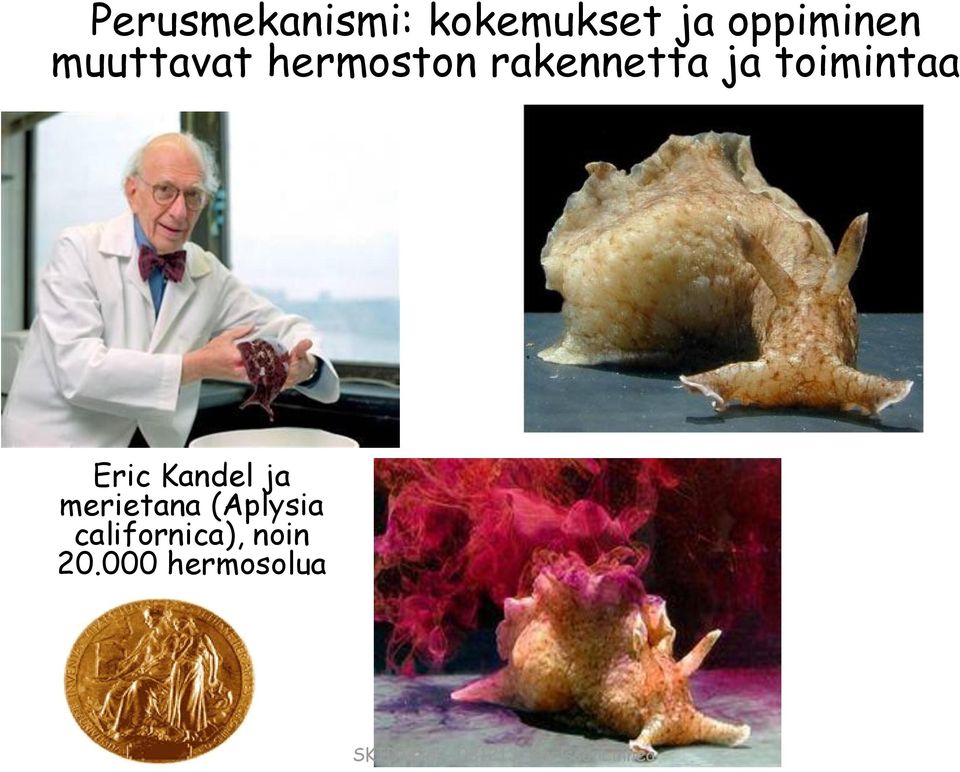 rakennetta ja toimintaa Eric Kandel ja