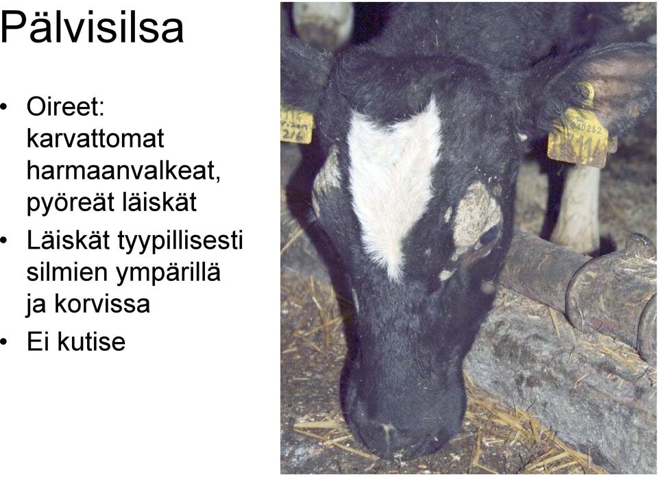 läiskät Läiskät tyypillisesti