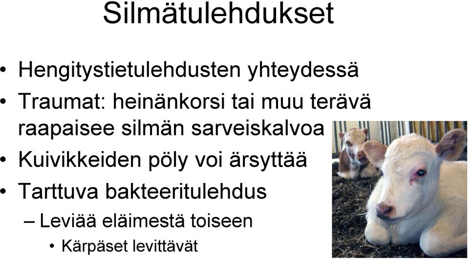 sarveiskalvoa Kuivikkeiden pöly voi ärsyttää Tarttuva