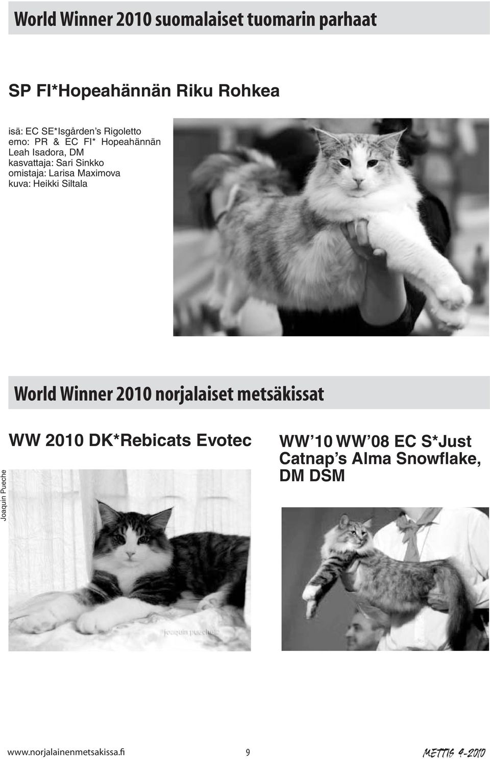 Maximova kuva: Heikki Siltala World Winner 2010 norjalaiset metsäkissat Joaquin Pueche WW 2010
