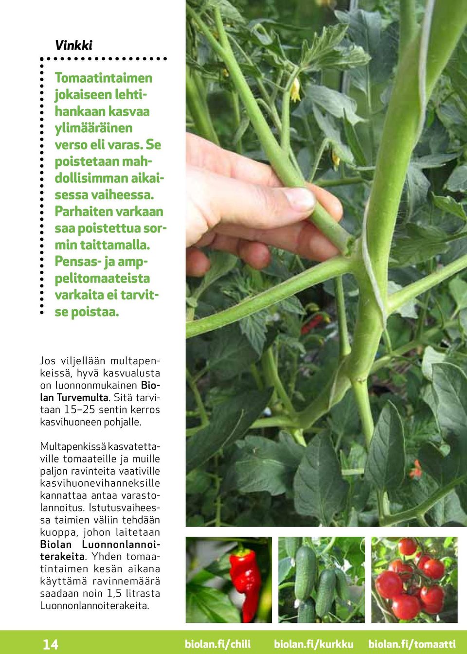 Sitä tarvitaan 15 25 sentin kerros kasvihuoneen pohjalle. Multapenkissä kasvatettaville tomaateille ja muille paljon ravinteita vaativille kasvihuonevihanneksille kannattaa antaa varastolannoitus.