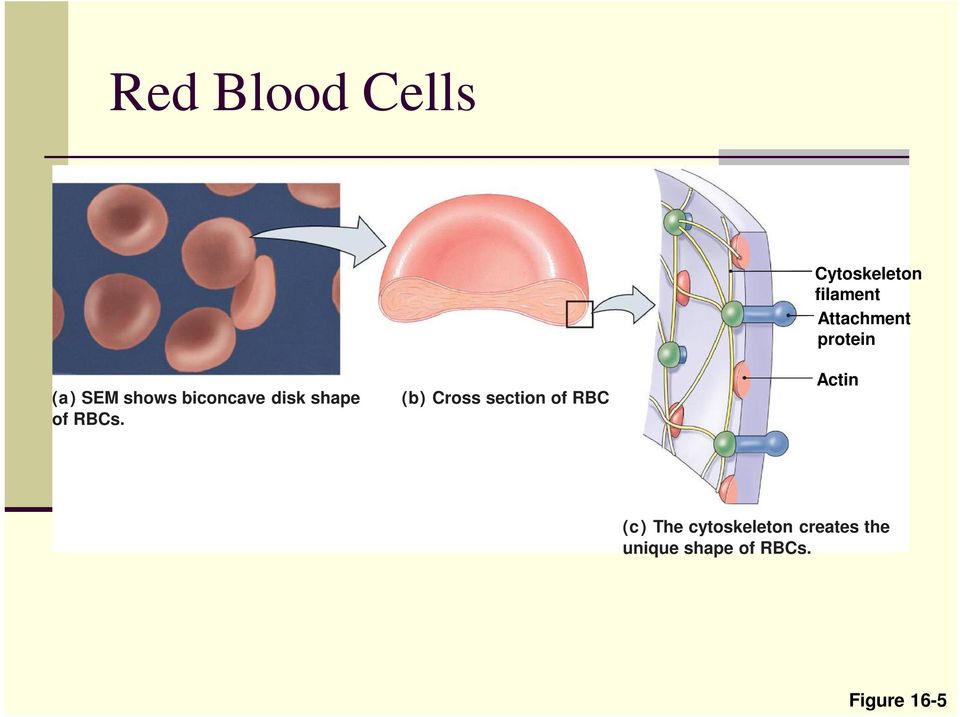 (b) Cross section of RBC Cytoskeleton filament