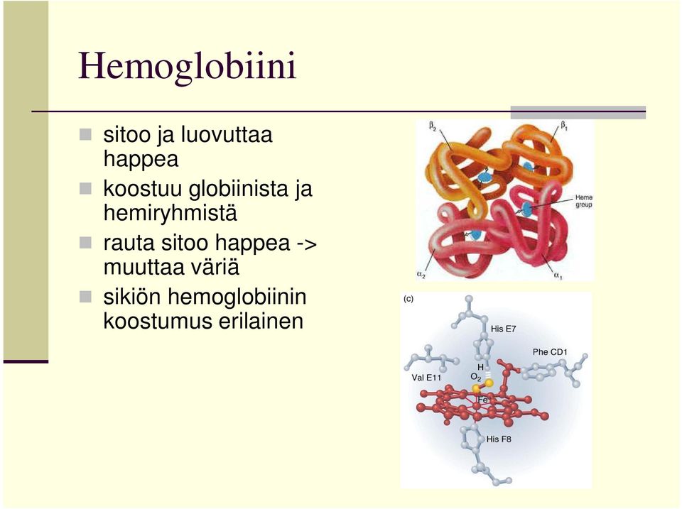 hemiryhmistä rauta sitoo happea ->