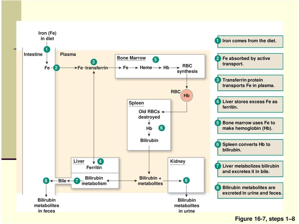 Bone marrow uses Fe to make hemoglobin (Hb). Bilirubin 6 Spleen converts Hb to bilirubin.