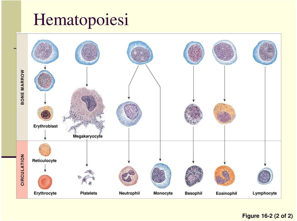 Erythrocyte Platelets Neutrophil Monocyte