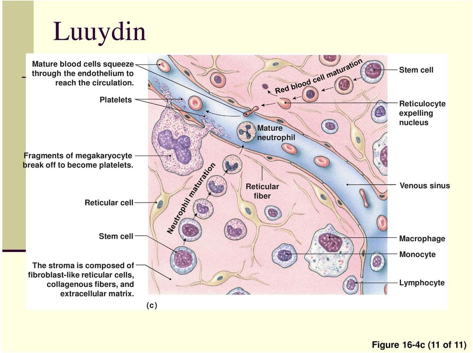 Reticular cell Mature neutrophil Reticular fiber Stem cell Reticulocyte expelling nucleus Venous sinus Stem