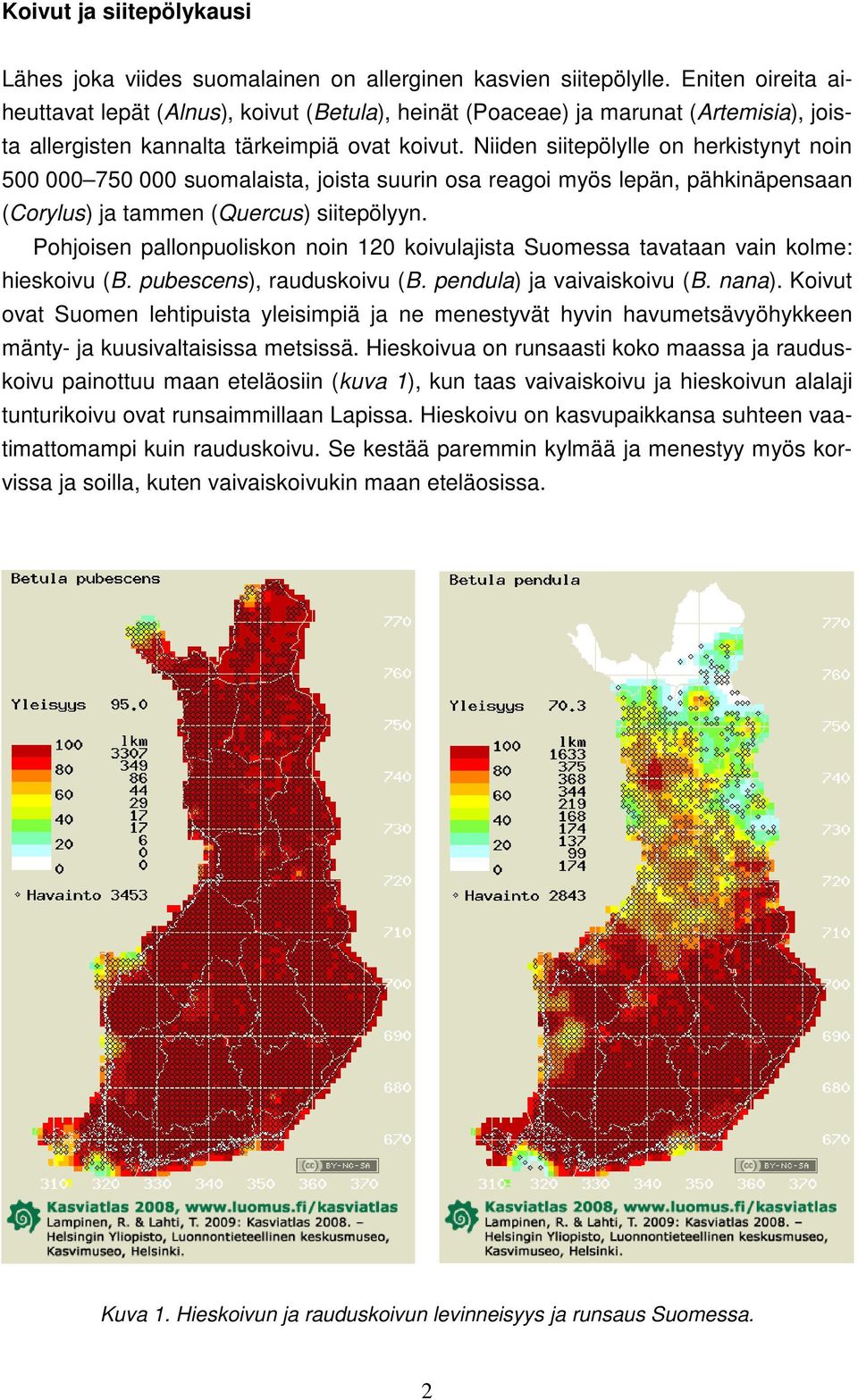 Niiden siitepölylle on herkistynyt noin 500 000 750 000 suomalaista, joista suurin osa reagoi myös lepän, pähkinäpensaan (Corylus) ja tammen (Quercus) siitepölyyn.