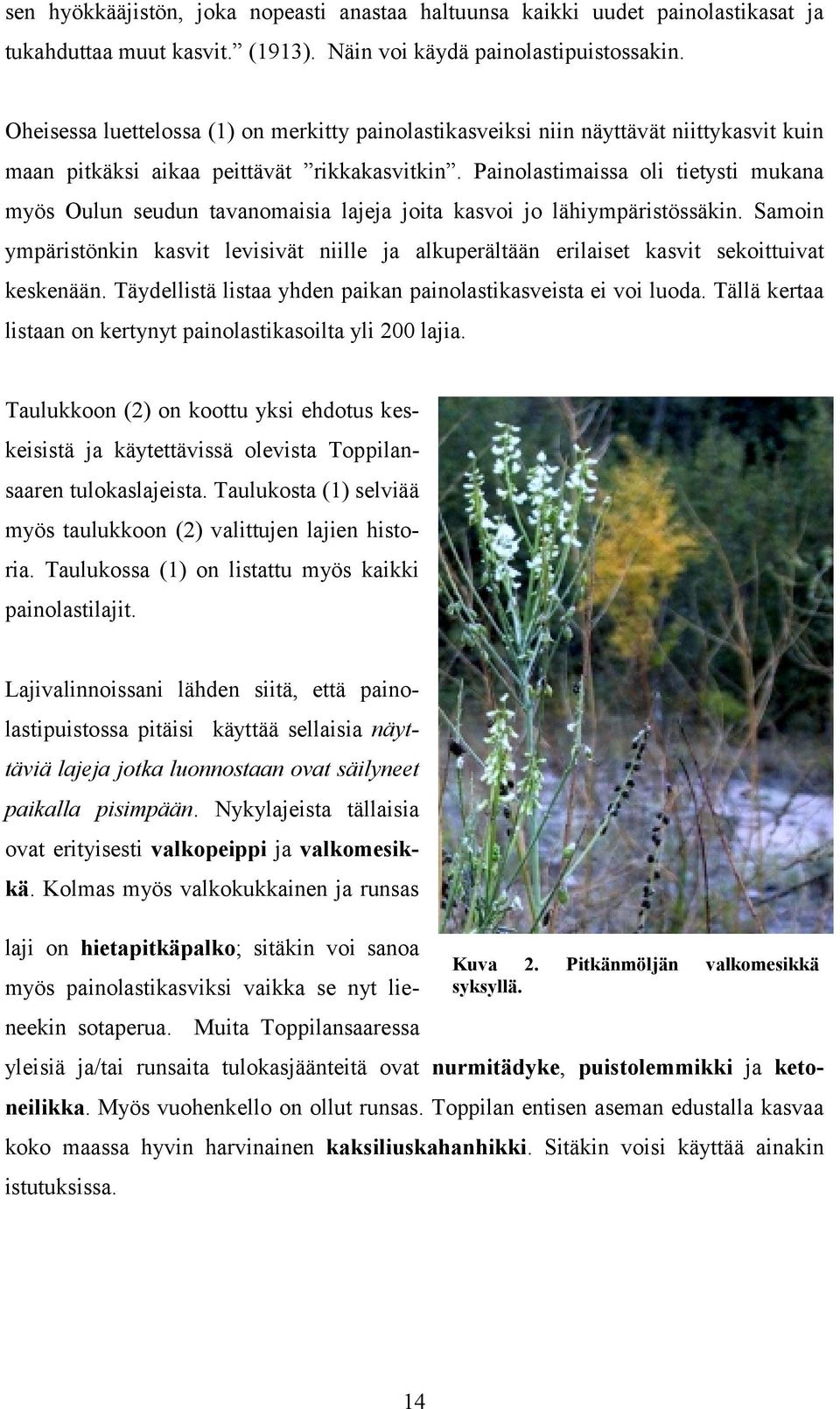 Painolastimaissa oli tietysti mukana myös Oulun seudun tavanomaisia lajeja joita kasvoi jo lähiympäristössäkin.