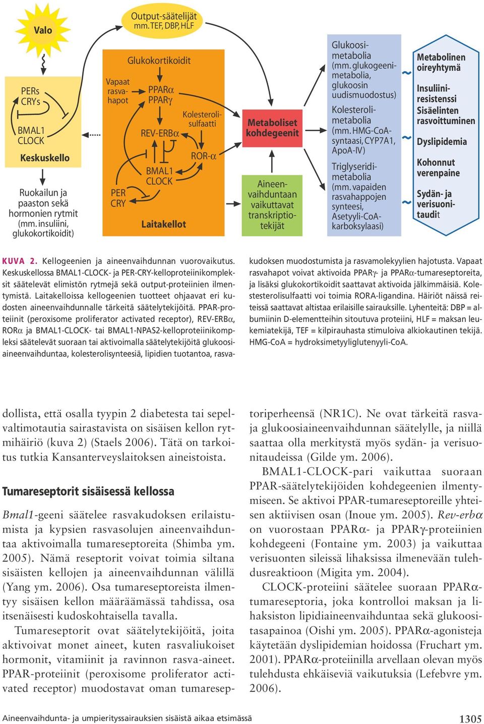 glukogeenimetabolia, glukoosin uudismuodostus) Kolesterolimetabolia (mm. HMG-CoAsyntaasi, CYP7A1, ApoA-IV) Triglyseridimetabolia (mm.