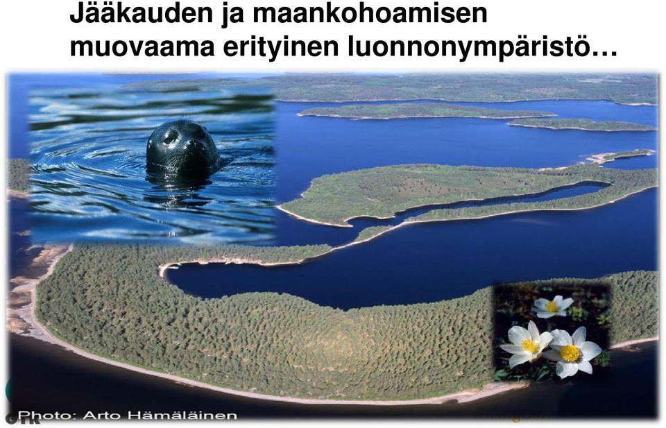 muovaama erityinen