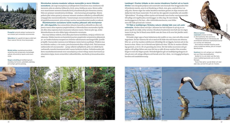 Skogens utveckling på landhöjningsmark: strandäng med havtorn, gråalsbälte, björkskog och slutligen gammal granskog.