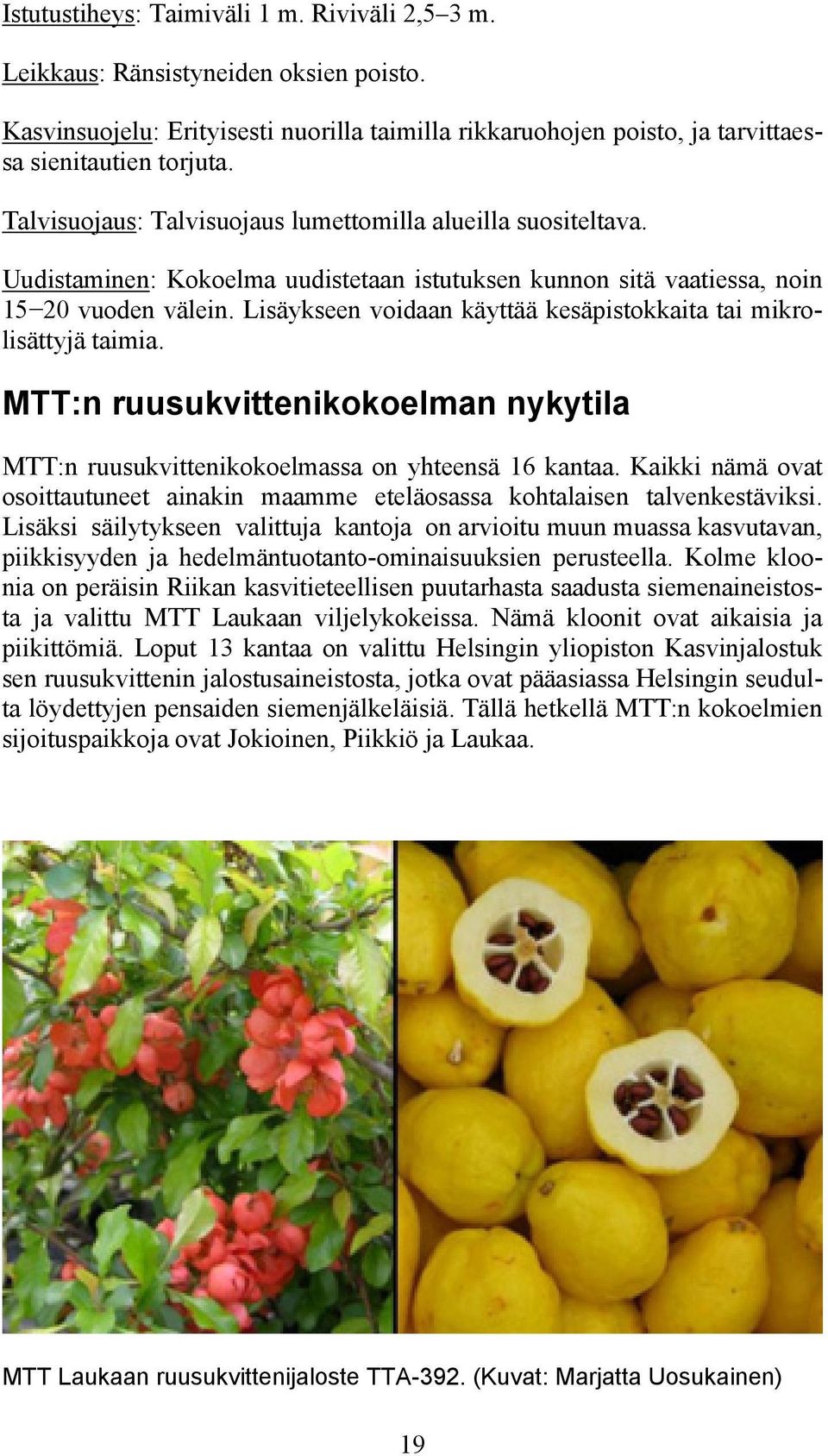 Lisäykseen voidaan käyttää kesäpistokkaita tai mikrolisättyjä taimia. MTT:n ruusukvittenikokoelman nykytila MTT:n ruusukvittenikokoelmassa on yhteensä 16 kantaa.