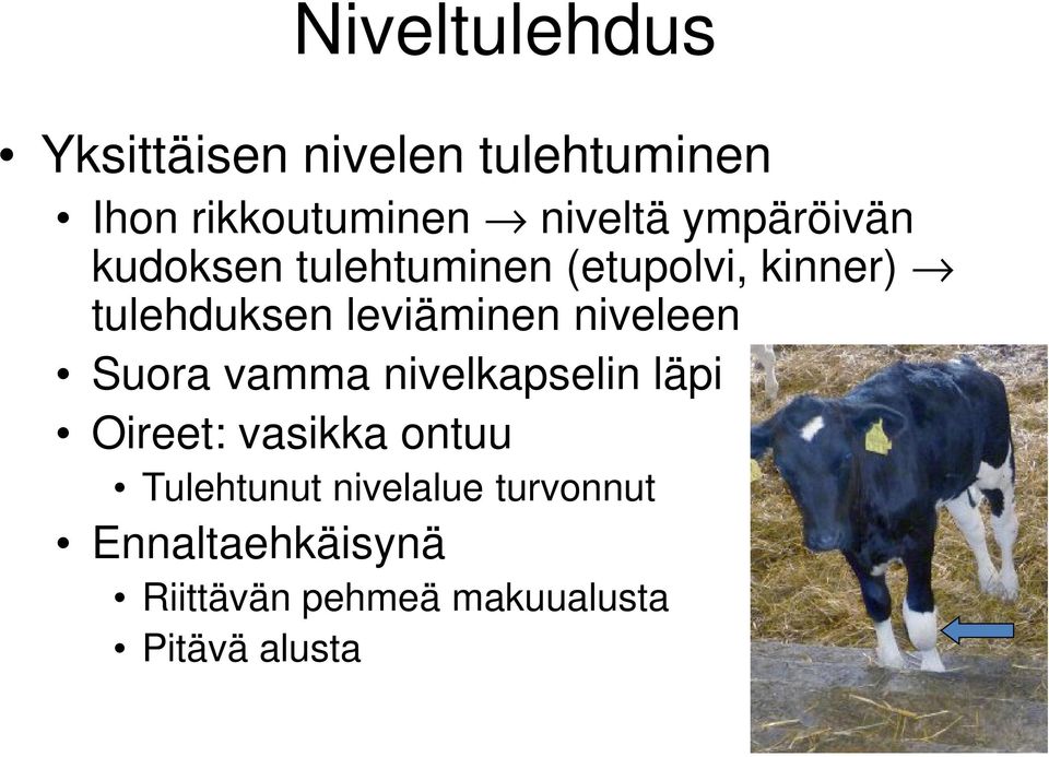 niveleen Suora vamma nivelkapselin läpi Oireet: vasikka ontuu Tulehtunut