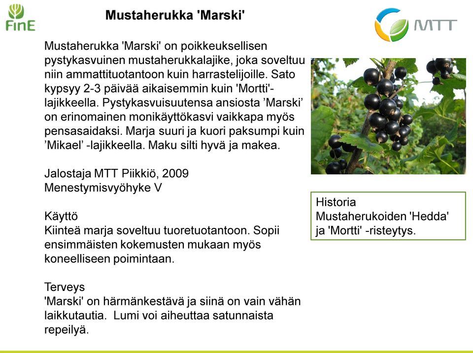 Marja suuri ja kuori paksumpi kuin Mikael -lajikkeella. Maku silti hyvä ja makea. Jalostaja MTT Piikkiö, 2009 Menestymisvyöhyke V Käyttö Kiinteä marja soveltuu tuoretuotantoon.