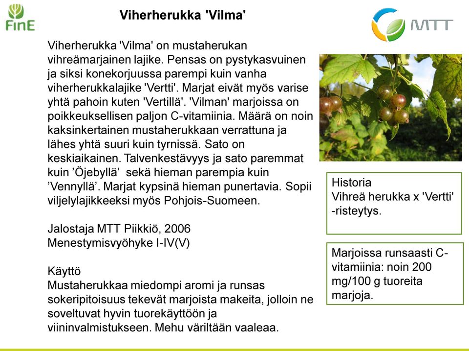 Määrä on noin kaksinkertainen mustaherukkaan verrattuna ja lähes yhtä suuri kuin tyrnissä. Sato on keskiaikainen. Talvenkestävyys ja sato paremmat kuin Öjebyllä sekä hieman parempia kuin Vennyllä.