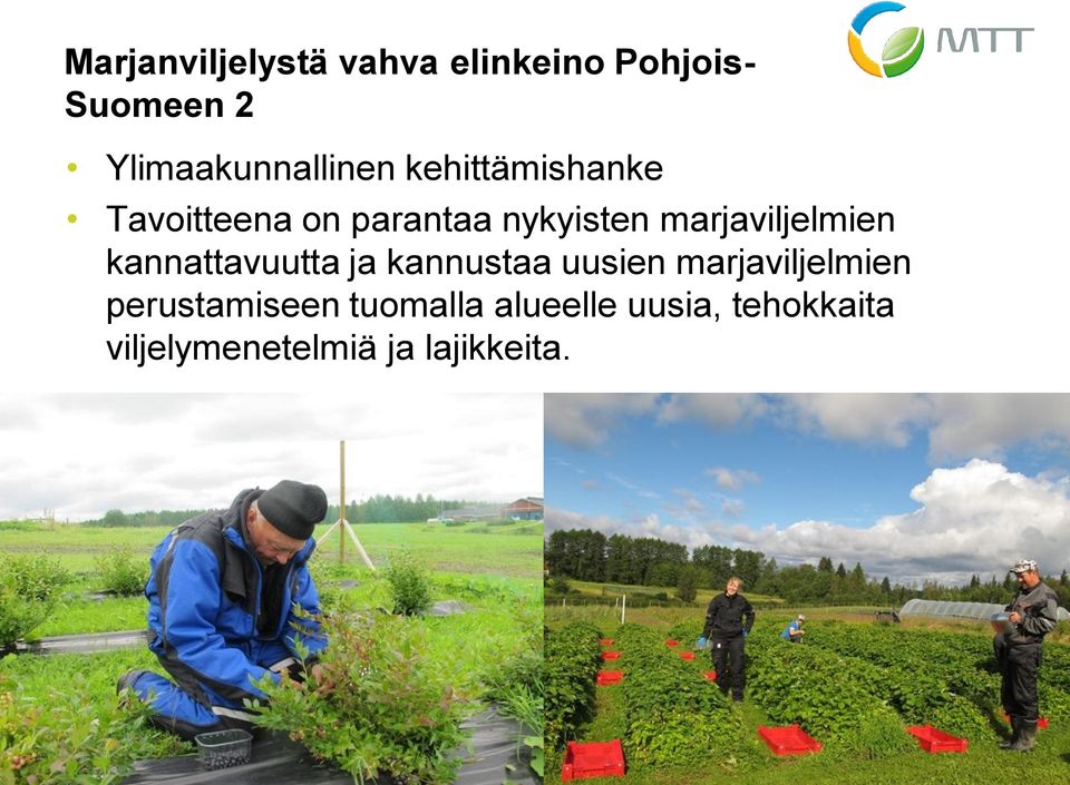 marjaviljelmien kannattavuutta ja kannustaa uusien marjaviljelmien