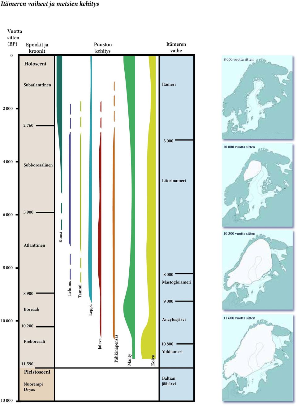 000 5 900 Atlanttinen Kuusi 10 300 vuotta sitten 8 000 8 900 Lehmus ammi 8 000 Mastogloiameri 9 000 10 000 Boreaali 10 200 Leppä