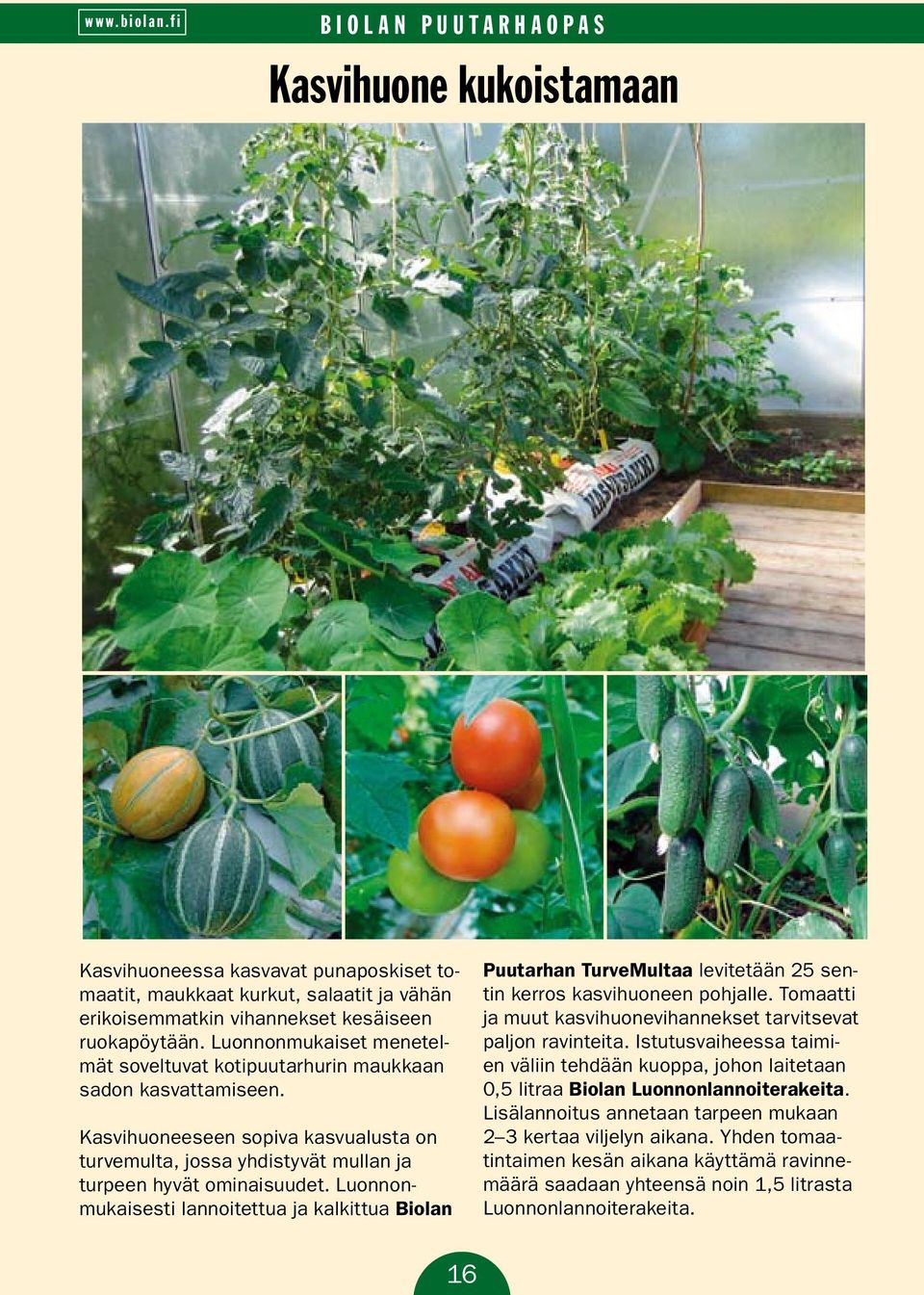 Luonnonmukaisesti lannoitettua ja kalkittua Biolan Puutarhan TurveMultaa levitetään 25 sentin kerros kasvihuoneen pohjalle. Tomaatti ja muut kasvihuonevihannekset tarvitsevat paljon ravinteita.