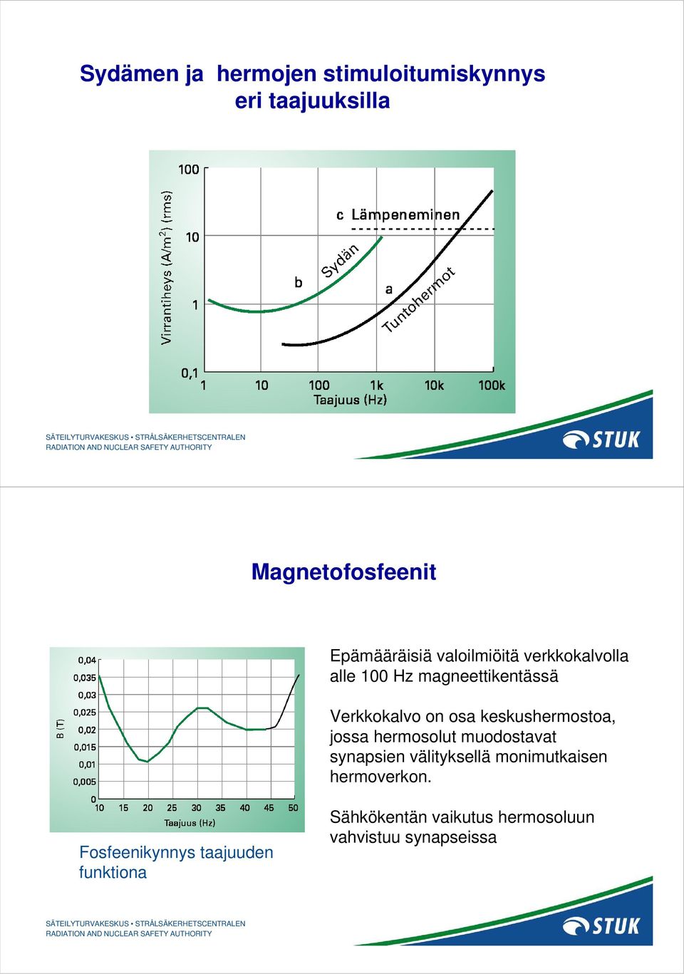 keskushermostoa, jossa hermosolut muodostavat synapsien välityksellä monimutkaisen
