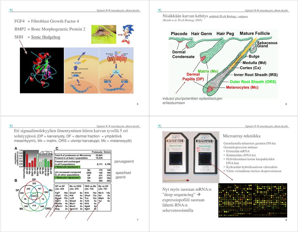 ilmentyminen hiiren karvan tyvellä 5 eri solutyypissä (DP = karvanysty, DF = dermal fraction = ympäröivä Microarray-tekniikka mesenkyymi), Mx = matrix, ORS = ulompi karvatuppi, Mc = melanosyytti)