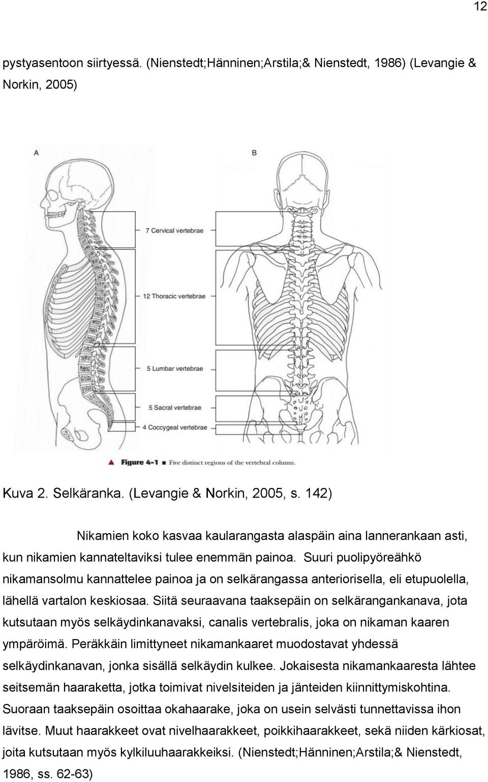 Suuri puolipyöreähkö nikamansolmu kannattelee painoa ja on selkärangassa anteriorisella, eli etupuolella, lähellä vartalon keskiosaa.