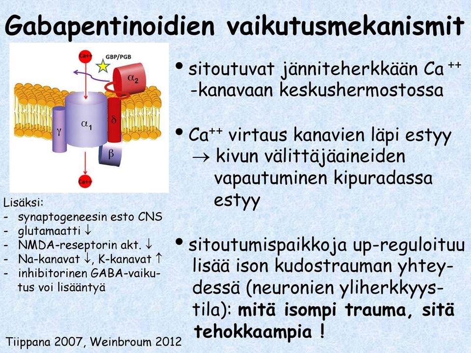jänniteherkkään Ca ++ -kanavaan keskushermostossa Ca ++ virtaus kanavien läpi estyy kivun välittäjäaineiden vapautuminen