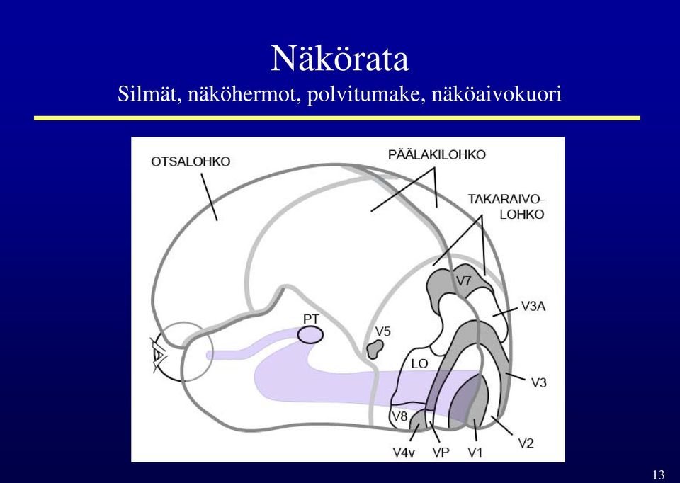 näköhermot,