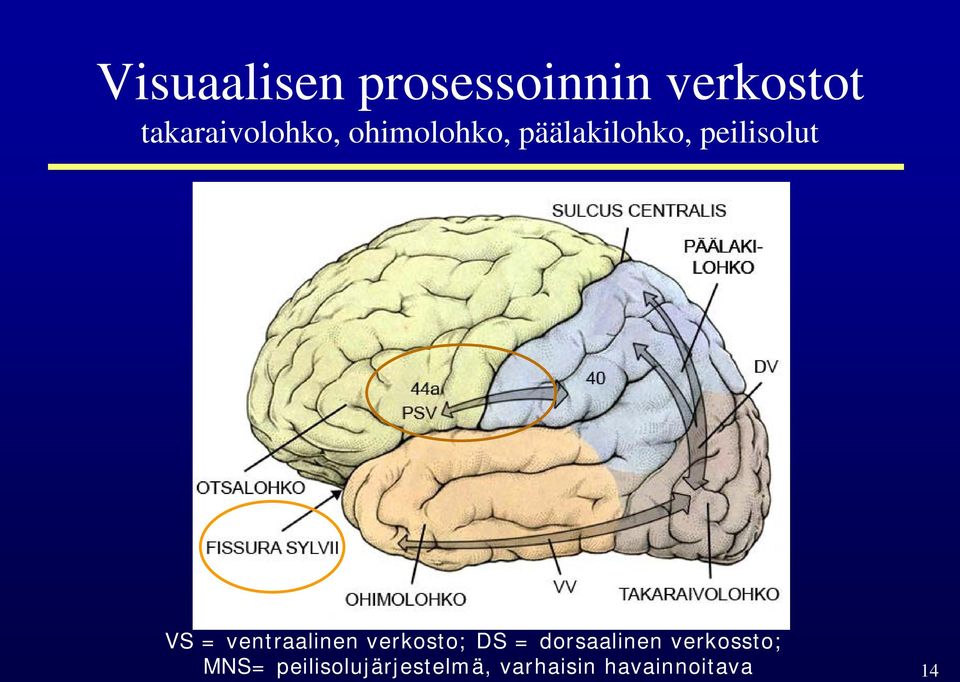 peilisolut VS = ventraalinen verkosto; DS =